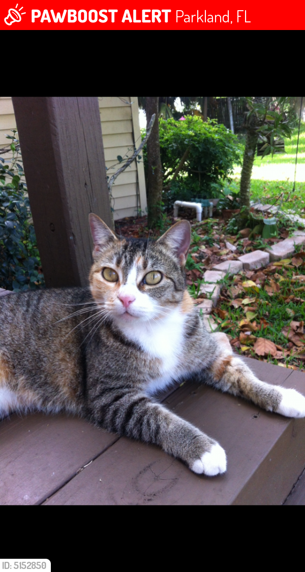 Lost Female Cat last seen Near Parkside and Loxahatchee Rd, Parkland, FL 33428