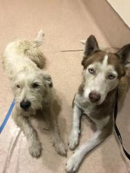 Reunited Male Dog last seen Near Fruitvale Ave & Thienes Ave, Los Angeles County, CA 91733