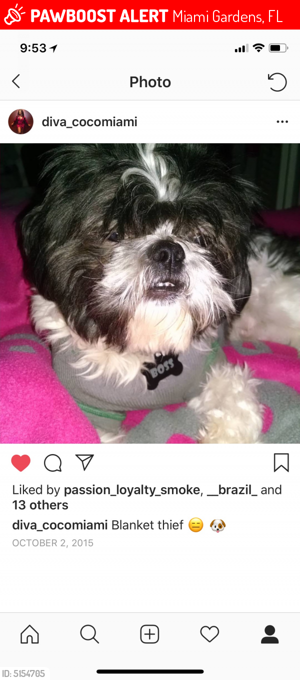 Lost Male Dog last seen Near NW 177th St & NW 7th Ave, Miami Gardens, FL 33169