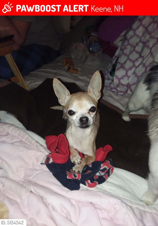 Lost Male Dog last seen Near Dover St & Beaver St, Keene, NH 03431