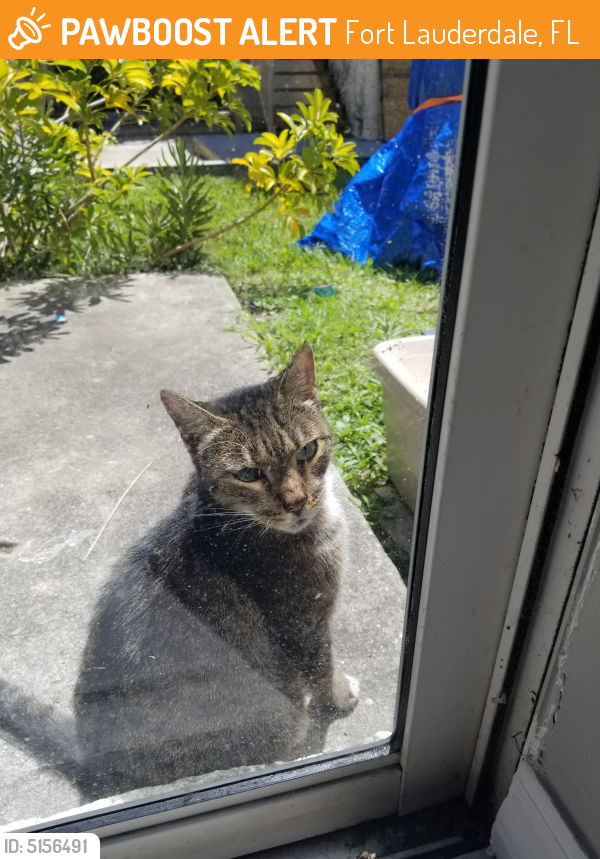 Found/Stray Female Cat last seen Near SW 11th Ave & Waverly Rd, Fort Lauderdale, FL 33311
