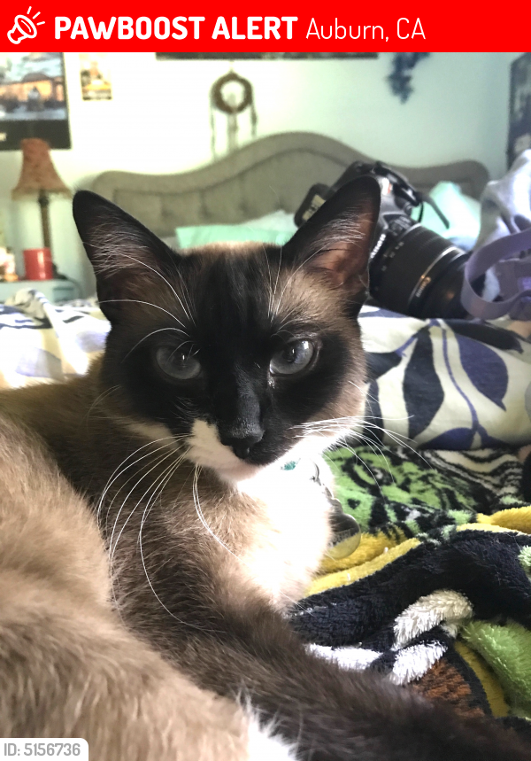 Lost Female Cat last seen Near Joeger Rd & Larkin Ln, Auburn, CA 95603