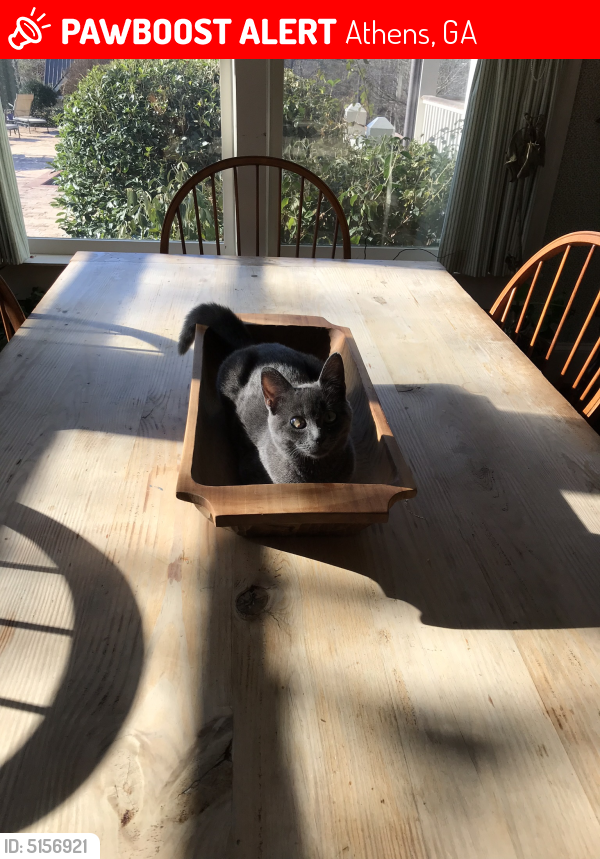 Lost Female Cat last seen Near Shoals Drive, Athens, GA, USA, Athens, GA 30606
