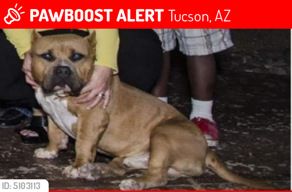 Deceased Male Dog last seen Near W Zorro Rd & S Vahalla Rd, Tucson, AZ 85757
