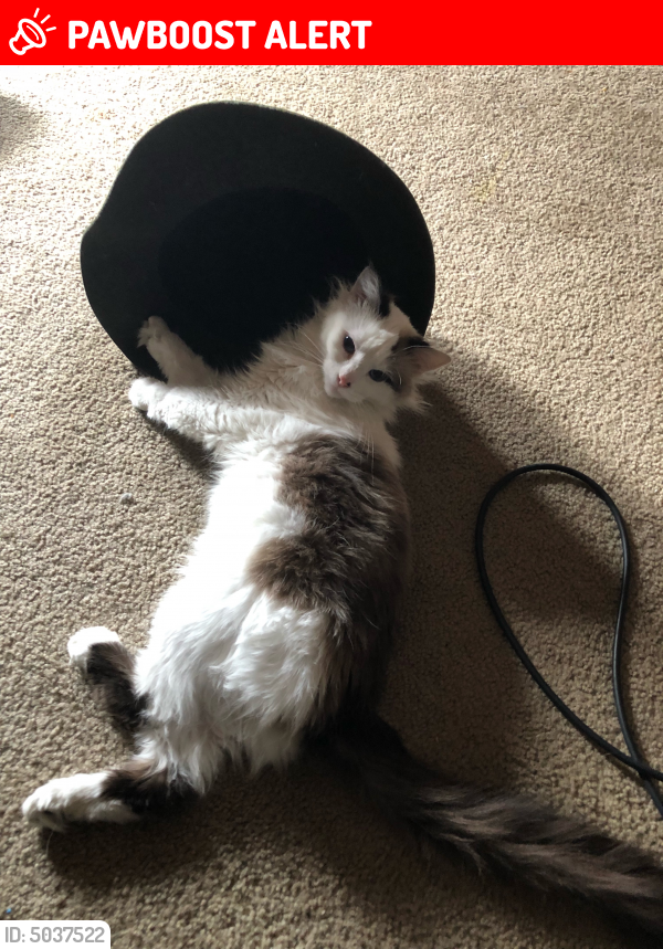 Lost Female Cat last seen Near Mirage Dr & Chapel Hills Dr, Colorado Springs, CO 80920