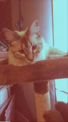 Reunited Female Cat last seen Near N C St & W 1st St, Centerton, AR 72719