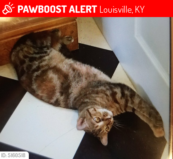 Louisville Ky Lost Female Cat Tibby Is Missing Pawboost