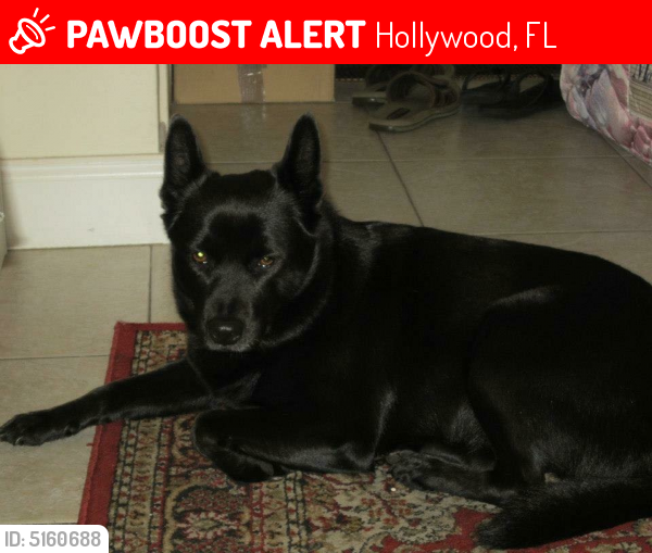 Lost Female Dog last seen Near Rodman St & S 17th Ave, Hollywood, FL 33020
