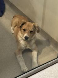 Reunited Male Dog last seen Near Euclid Ave & Cmt Cachorro, San Diego, CA 92105