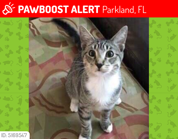 Lost Male Cat last seen Near Belmont Ln & E Cypresshead Dr, Parkland, FL 33067