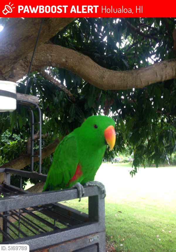 Lost Male Bird last seen Mamalahoa Highway, Holualoa, HI 96725