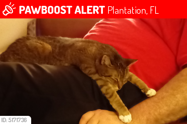 Lost Female Cat last seen Near NW 14th St & NW 82nd Ave, Plantation, FL 33322