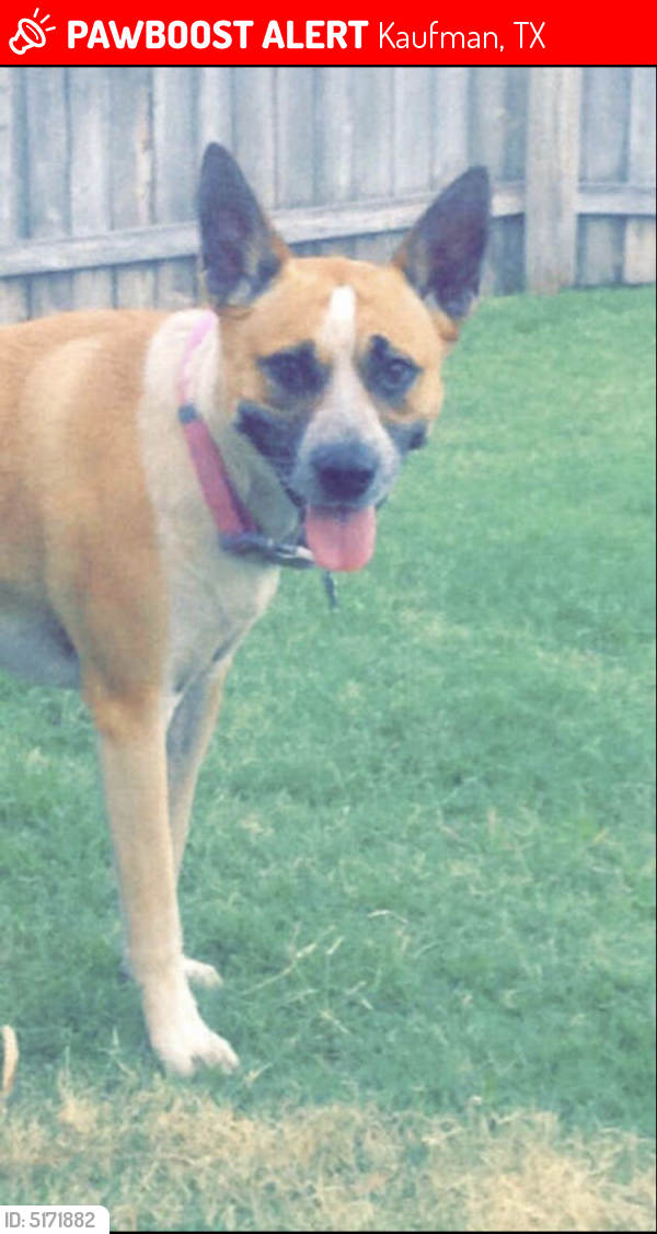 Lost Female Dog last seen Near Lorraine Ln, Kaufman, TX, USA, Kaufman, TX 75142