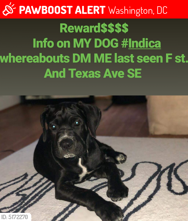 Lost Female Dog last seen Near Texas Ave SE & F St SE, Washington, DC 20019