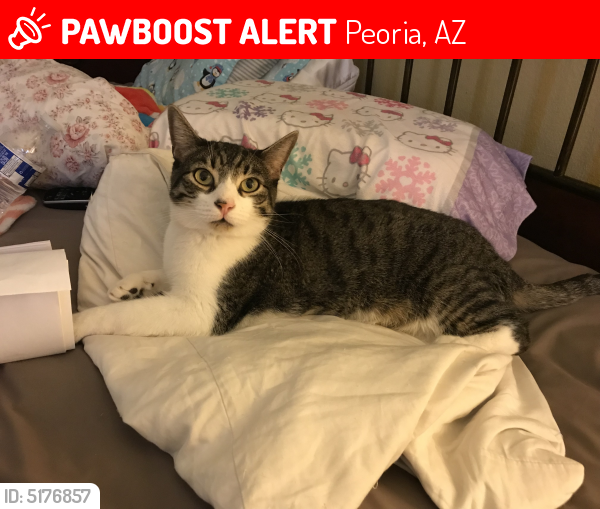 Lost Male Cat last seen Near W Via Montoya Dr & N 106th Ave, Peoria, AZ 85383