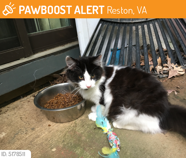 Rehomed Male Cat last seen Near Sanibel Ct & Sanibel Dr, Reston, VA 20191