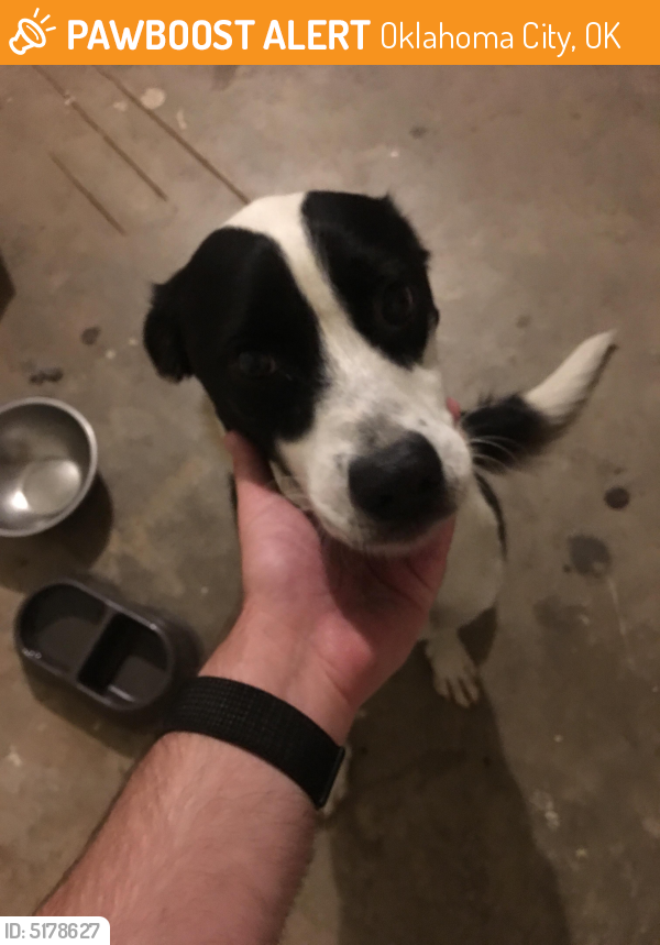 Rehomed Male Dog last seen Near Creekside Dr & Tall Trees Way, Oklahoma City, OK 73131