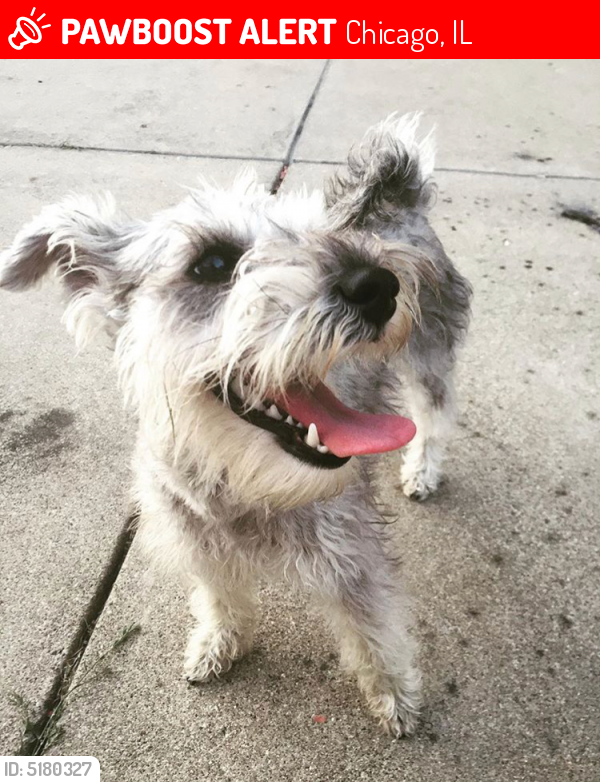 Lost Female Dog last seen Near W Fullerton Ave & N Central Park Ave, Chicago, IL 60647
