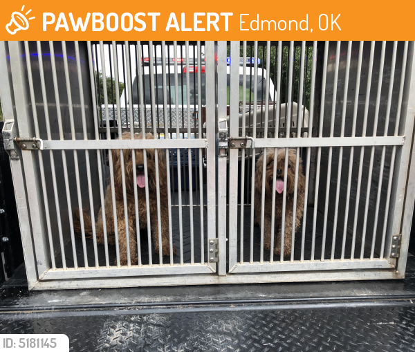 Found/Stray Unknown Dog last seen Near E Covell Rd & Coltrane , Edmond, OK 73034