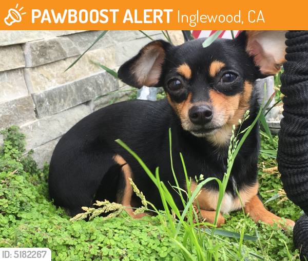 Found/Stray Female Dog last seen Inglewood Mausoleum, East Florence Avenue, Inglewood, CA, USA, Inglewood, CA 90302