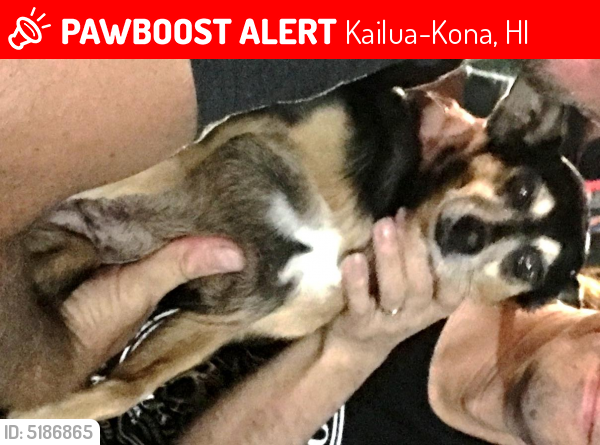 Lost Female Dog last seen Target store parking lot & Old A's, Kailua-Kona, Hawaii, Kailua-Kona, HI 96740