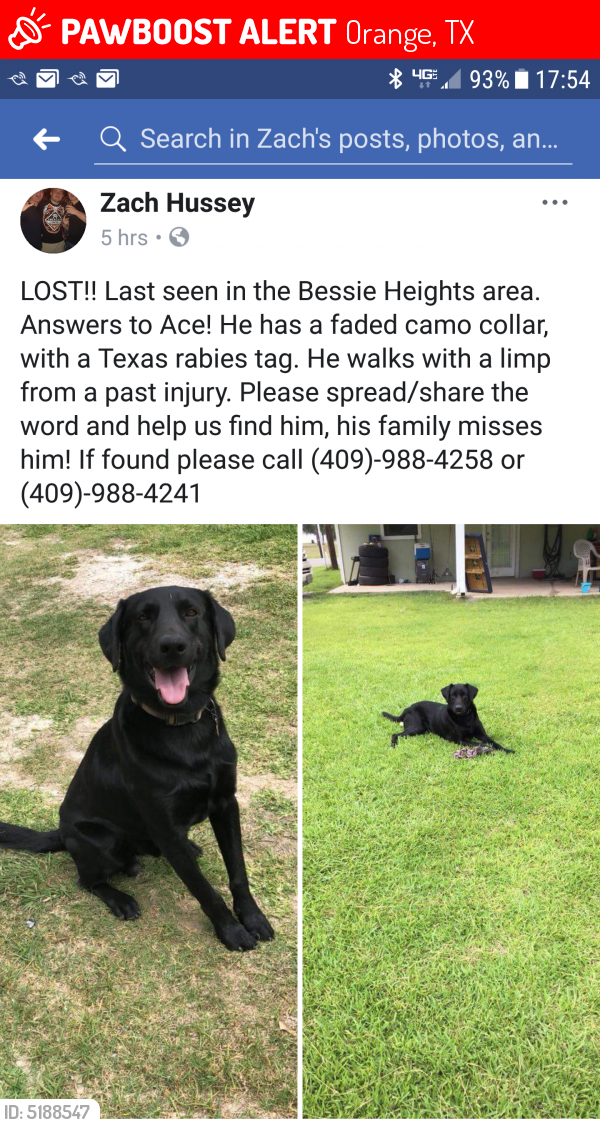 Lost Male Dog last seen Bessie Heights Road, Orange, TX, USA, Orange, TX 77630