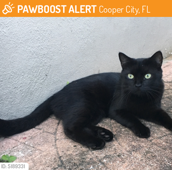 Found/Stray Unknown Cat last seen Near SW 95th Ave & SW 50th Ct, Cooper City, FL 33328