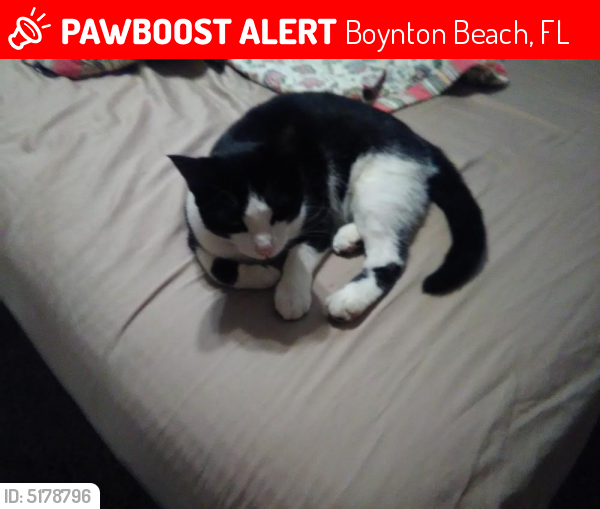 Lost Female Cat last seen Near Gateway in Sand and Sea Village, Boynton Beach, FL 33436