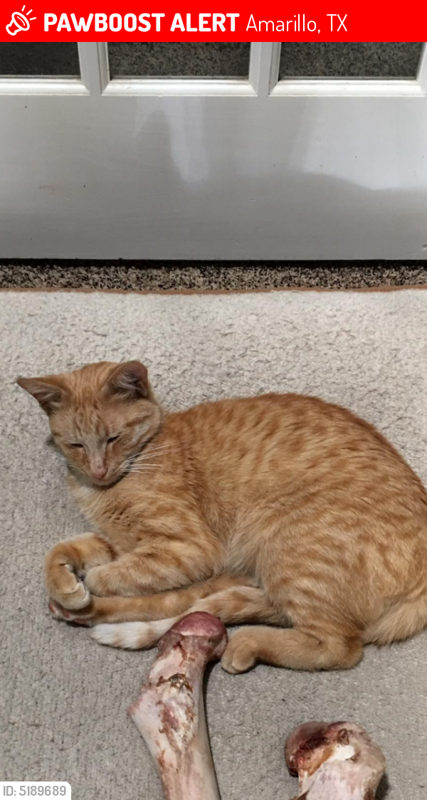 Lost Male Cat last seen Near E 32nd Ave & Hodges St, Amarillo, TX 79103