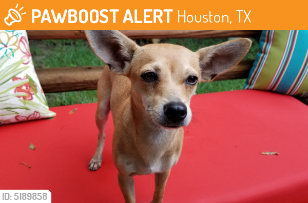 Found/Stray Male Dog last seen Near Senour Ct & Foliage Green Dr, Houston, TX 77339