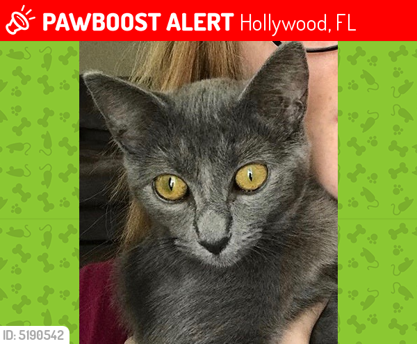 Lost Female Cat last seen Near Buchanan St & N 68th Way, Hollywood, FL 33024