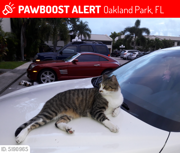Deceased Male Cat last seen Near Coral Heights Way & Coral Heights Ln, Oakland Park, FL 33334