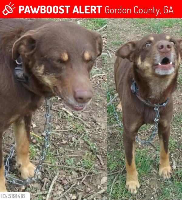 Lost Male Dog last seen Landing Drive Northwest, Calhoun, GA, USA, Gordon County, GA 30701