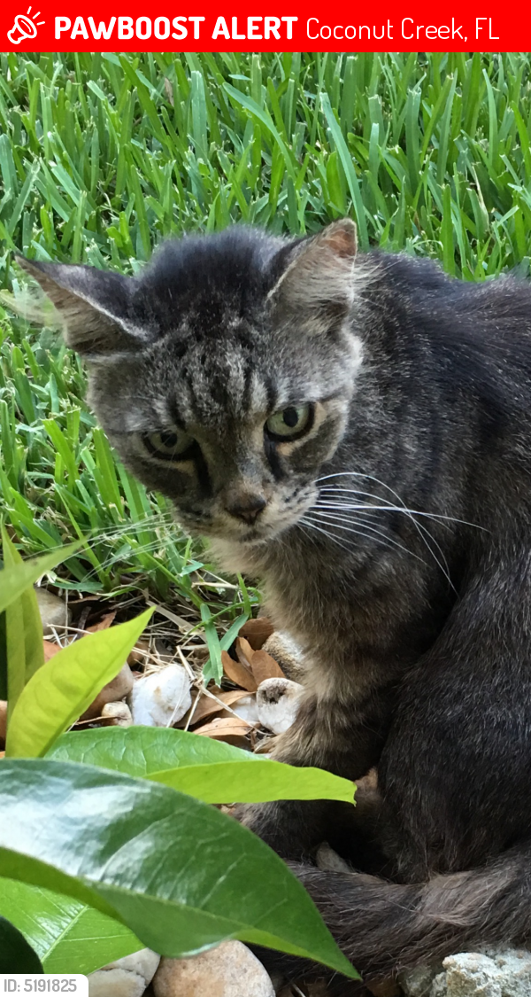Lost Male Cat last seen 63rd Court & 40th Ave, Cocobay, Coconut Creek, FL 33073
