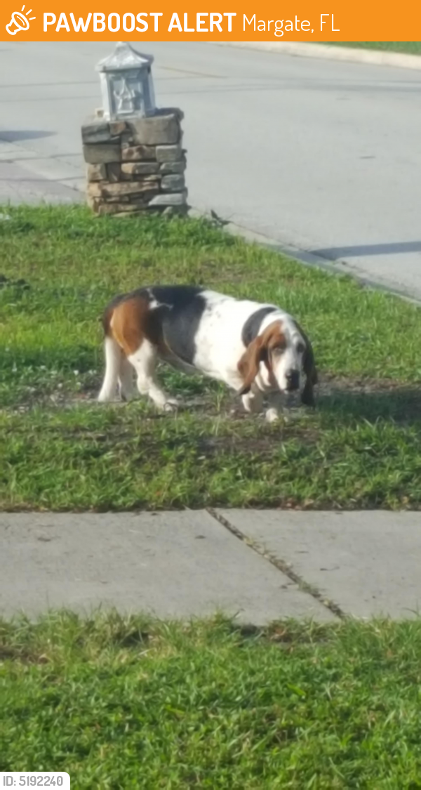 Found/Stray Male Dog last seen Near NW 69th Ter & NW 4th Ct, Margate, FL 33063