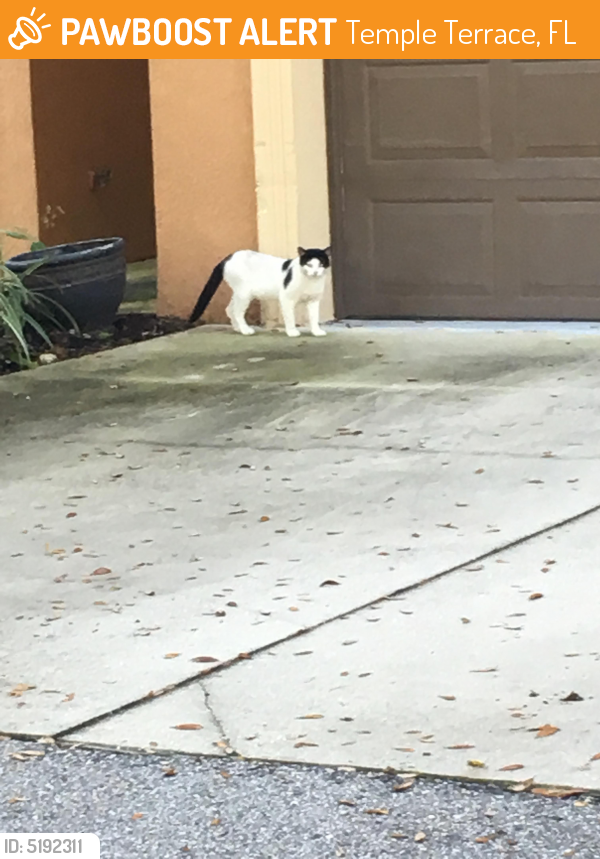 Found/Stray Unknown Cat last seen Near Morris Bridge Rd & E Fowler Ave, Temple Terrace, FL 33637