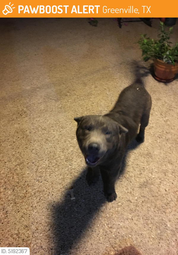Found/Stray Male Dog last seen Near Linda Ln & Joanne Cir, Greenville, TX 75402