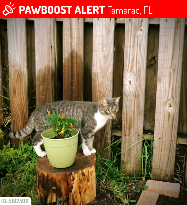 Lost Male Cat last seen Near NW 74th Ter & NW 82nd St, Tamarac, FL 33321