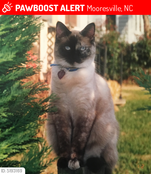 Lost Female Cat last seen Near Isle of Pines Rd & Waterford Drive, Mooresville, NC 28117