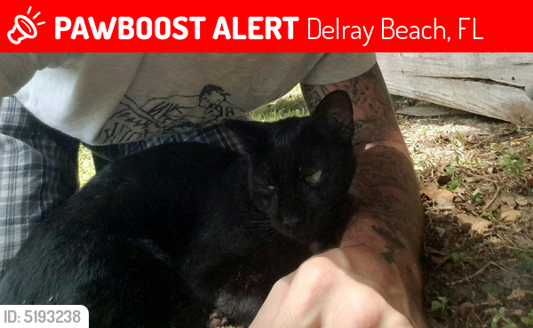 Lost Female Cat last seen Near Linton Blvd & Palm Cove Blvd, Delray Beach, FL 33445