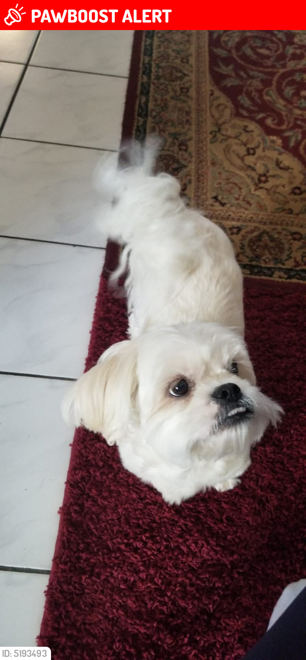 Lost Male Dog last seen Near SW 72nd Ave & SW 4th Ct, North Lauderdale, FL 33068