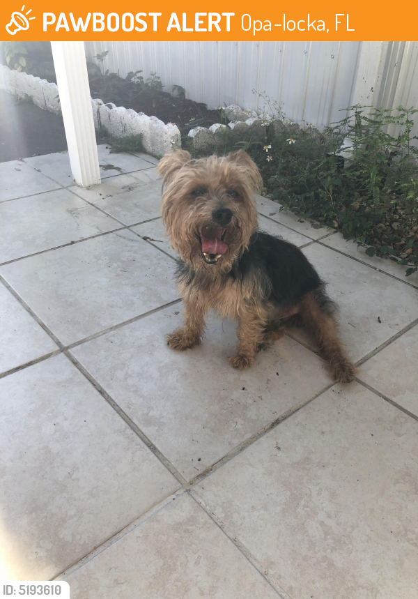 Found/Stray Male Dog last seen Near NW 52nd Ave & NW 173rd Dr, Opa-locka, FL 33055