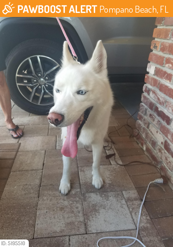 Found/Stray Male Dog last seen Near N Federal Hwy & NE 10th St, Pompano Beach, FL 33062
