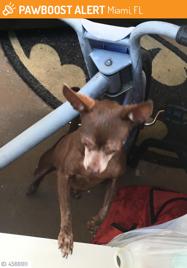 Found/Stray Female Dog last seen Near NE 169th St & NE 14th Ave, Miami, FL 33162