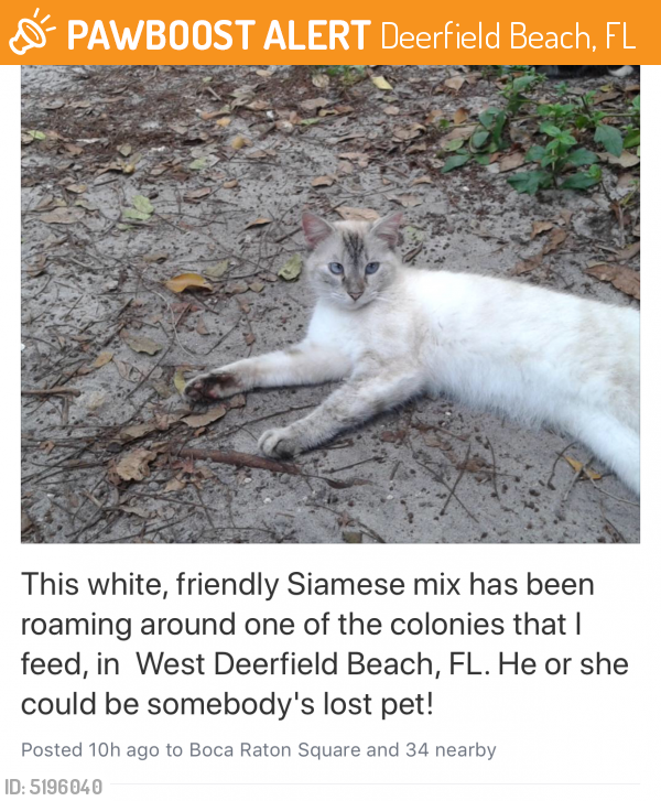 Rehomed Unknown Cat last seen Near SW 34th Ave & SW 3rd St, Deerfield Beach, FL 33442