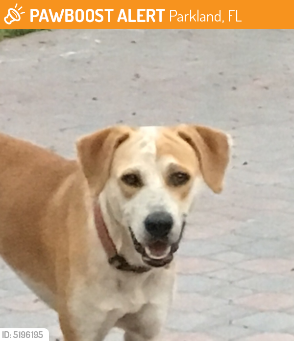 Found/Stray Male Dog last seen Cypress Trail, Parkland, FL, USA, Parkland, FL 33067