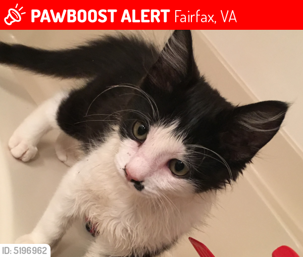 Lost Male Cat last seen Near Valley Road, Fairfax, VA, USA, Fairfax, VA 22033