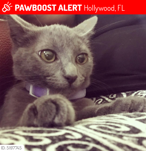 Deceased Female Cat last seen Near Hollywood Blvd & N 29th Ave, Hollywood, FL 33020