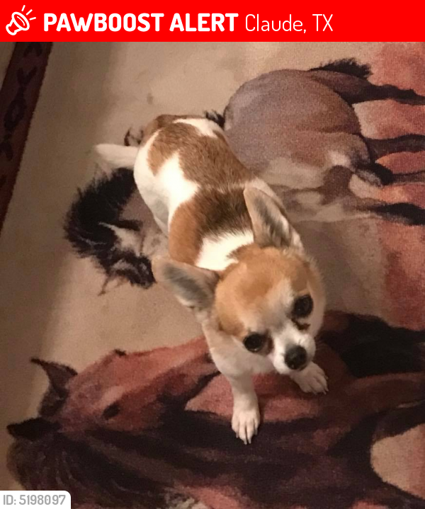 Lost Male Dog last seen FM 1151 and County Rd 6, Claude, TX 79019