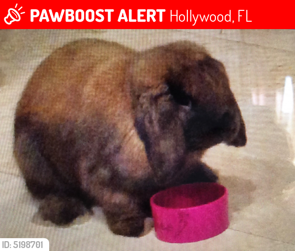 Lost Male Rabbit last seen Near Diplomat Pkwy & Wiley St, Hollywood, FL 33019
